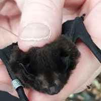 Pekapeka long tailed bat