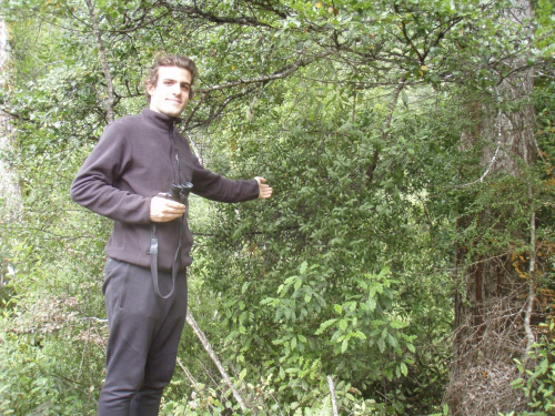 French volunteer Victor Rigor with a low growing Alepis flavida mistletoe hosted upon a red beech at Maungataniwha. 