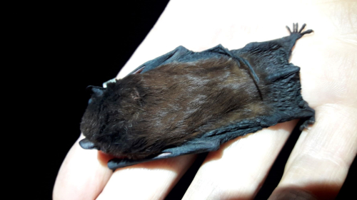 Long Tail Bats Dec 2023 Small 002
