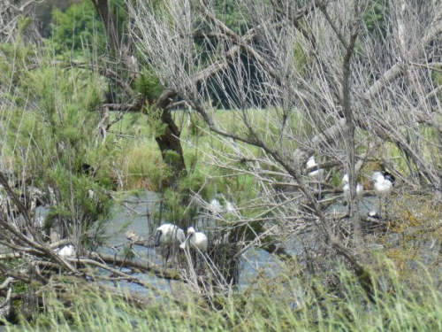 Spoonbill Roost at Waikahu Wetlands sm