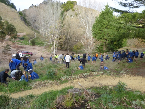 Te Mata Park Planting